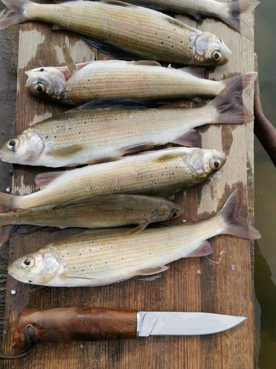 Рыбалка на хариуса на Бии, май 2022 г